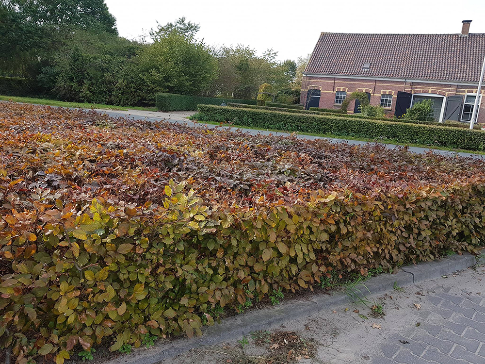 Fagus Sylvatica hedging in Autumn 