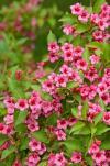 Weigela Eve Rathke è stata una delle preferite nei giardini inglesi fin dall'epoca vittoriana.