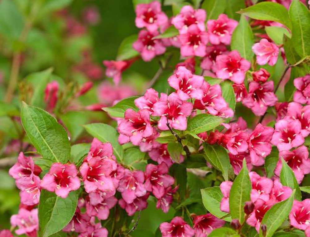 Why Everyone Should Grow Lagerstroemia or Crepe Myrtle