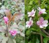 Weigela Purpurea e Rosea sono le varietà a fiore rosa più popolari.