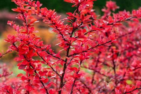 Best Berberis Japanese Barberry Shrubs for Sale UK - Paramount Plants