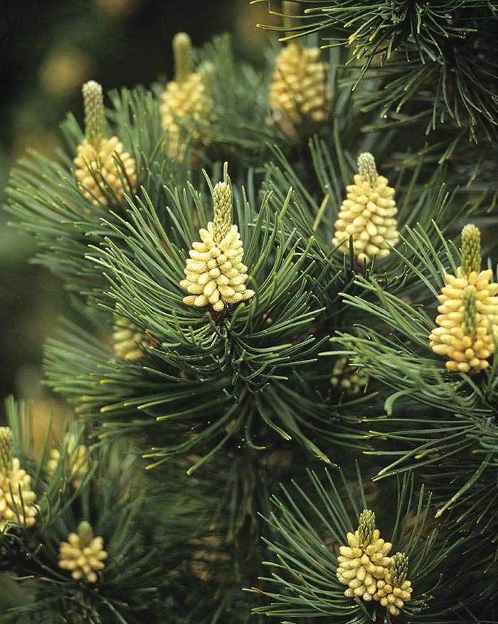 Dwarf Conifers for Landscaping - Paramount Plants UK