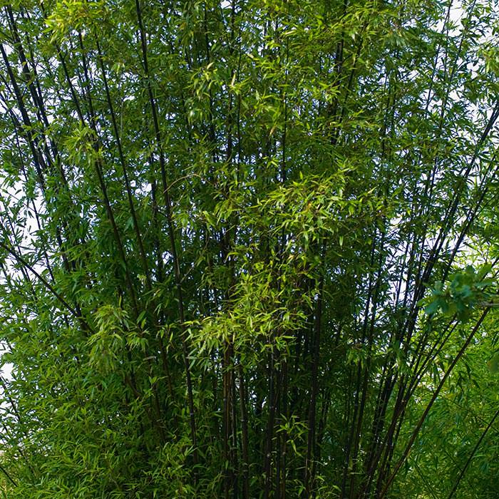 Phyllostachys Nigra Black Bamboo Phyllostachys Aurea Golden Bamboo 