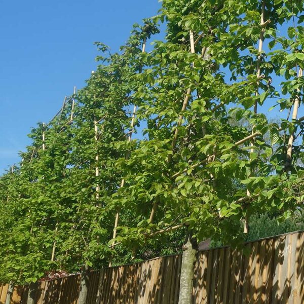 Popular and Non toxic - Pleached Hornbeam Trees