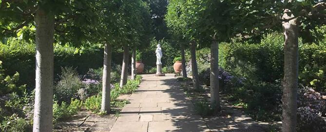 Timeless, elegant Pleached Lime - pet friendly pleached trees