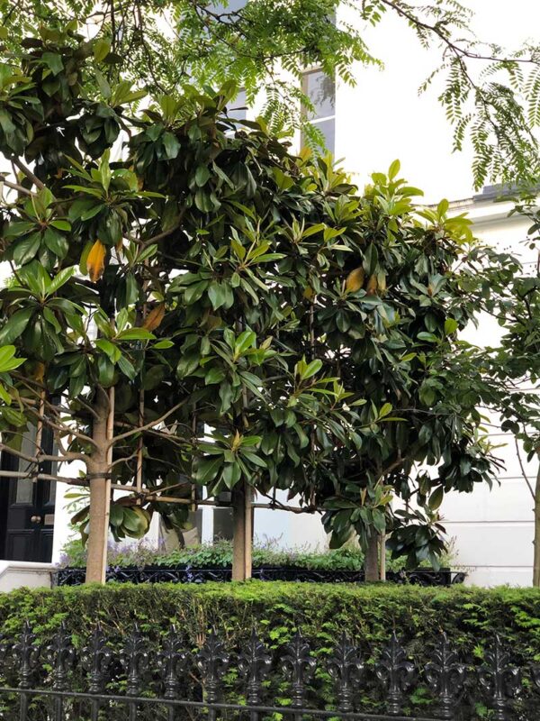 Magnolia Grandiflora - great choice for child friendly pleached trees