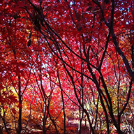 Special deals plants with special offers to buy online UK