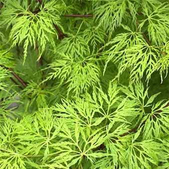 Japanese Acers, large selection, many varieties to choose from - buy online UK