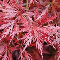 Japanese Acers, large selection, many varieties to choose from - buy online UK