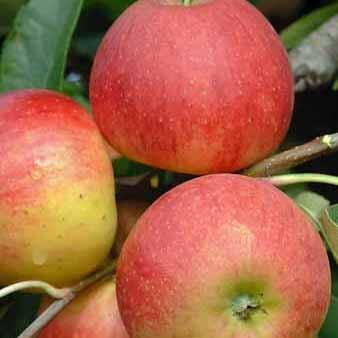 Fruit trees offer - Buy UK