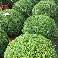 Buxus topiary balls and globes, available to buy online with UK delivery