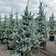 Living Christmas trees for sale in time for Xmas, available to buy online with UK delivery