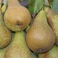 Fruit trees offer - Buy UK