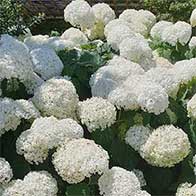 Plant flowering shrubs to attract wildlife into your garden - UK Delivery