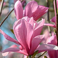 Magnolias, plant now for Spring flowers, huge selection to buy online, UK delivery