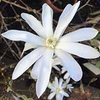 Magnolias, plant now for Spring flowers, huge selection to buy online, UK delivery