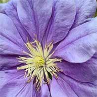 Plant flowering shrubs to attract wildlife into your garden - UK Delivery