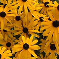 E-gift vouchers for sale online, UK delivery