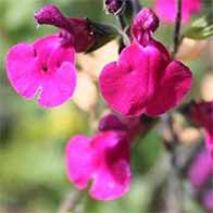 Plant flowering shrubs for wildlife, large selection with great offers - UK delivery