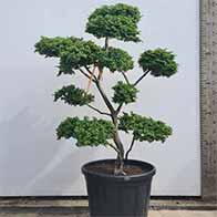 Japanese Cloud trees, expertly trained topiary, available to buy online with UK delivery