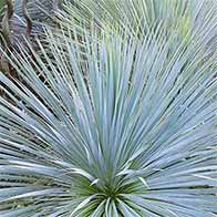 Hardy palms and succulents, huge selection to buy online, UK delivery