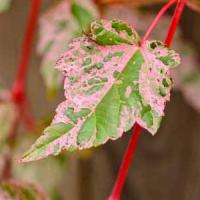 Acer Conspicuum Red Flamingo Snakebark Maple for Sale Online