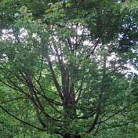 Acer Zoeschense Annae Maple Trees For Sale. Mature Specimens