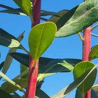 Arbutus Andrachnoides Hybrid Strawberry Tree Evergreen Tree