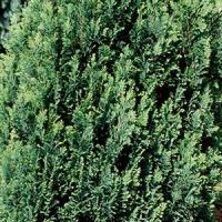 Chamaecyparis Lawsoniana Ellwoodii Lawsons Cypress Online UK