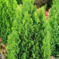 Chamaecyparis Lawsoniana Ellwoods Gold Lawsons Cypress