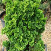 Chamaecyparis Obtusa Nana. Dwarf Hinoki Cypress Tree Online