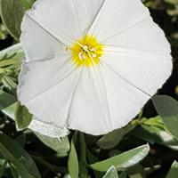 convolvulus cneorum