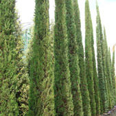 Italian Cypress Trees. Cupressus Sempervirens We sell online