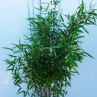 Fargesia Murielae Dino Bamboo Dino Dense Evergreen Bamboo