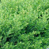 Ilex crenata Kinme Japanese Holly Kinme Shrubs for Hedging