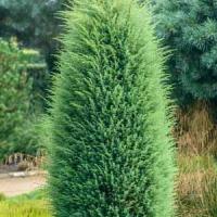 Juniperus communis Hibernica Irish Juniper Conifer for Sale