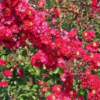 Lagerstroemia Indica Dynamite Red Flowering Crape Myrtle