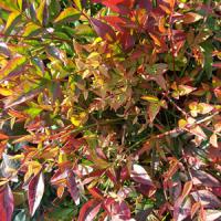 Nandina Domestica Richmond Heavenly Bamboo Richmond Buy UK