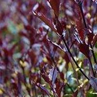 Osmanthus Heterophyllus Purpureus False Holly Purpureus Online