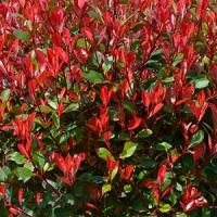 Photinia Red Robin Compacta Topiary Standard Trees for Sale