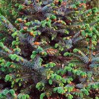 Picea Sitchensis Papoose Sikta Spruce also Coast Spruce