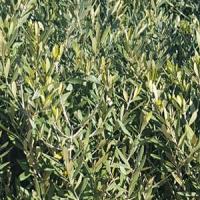 Pleached Olive Trees for Sale Online UK - Many Mature Sizes