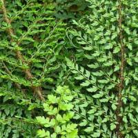 Polystichum Setiferum Herrenhausen Soft Shield Fern Online