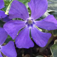 Vinca Major Greater Periwinkle Ground Cover for sale UK