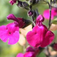 Salvia Microphylla Porthos Baby Sage Red Flowering Hybrid