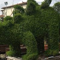 Dinosaur Topiary Tree Buy UK. Ligustrum Jonandrum Topiary