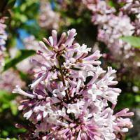 Syringa perfume online