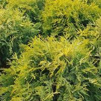 Thuja Occidentalis Golden Globe Thuja Golden Globe Dwarf