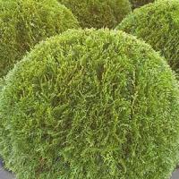 Thuja Smaragd Topiary Balls or Globes. White Cedar Topiary