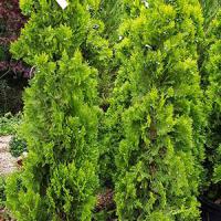 Thuja Orientalis Pyramidalis Aurea Trees For Sale Online UK.